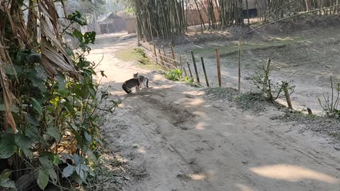 Fighting two angry cats