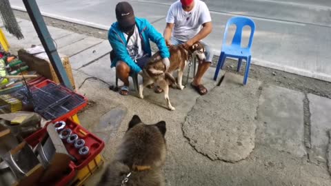 Apareamiento entre perros husky siberiano