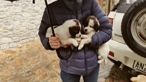 Rescue Puppies Abandoned in Heavy Rain