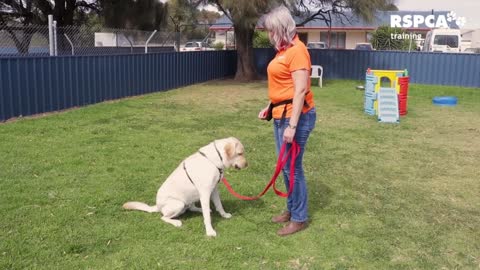 Dog training video by dog trainer.