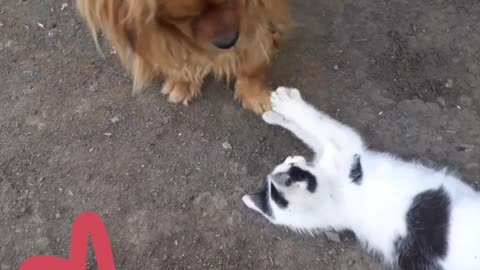 Dog playing with kitti