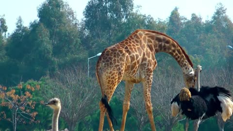 Giraffes and ostriches in the zoo