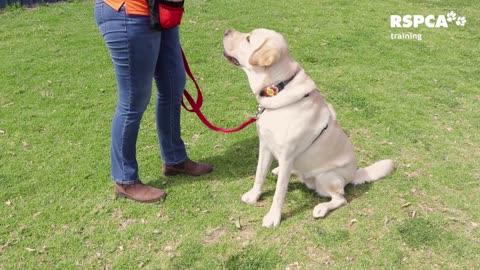 Labrador set and drop training