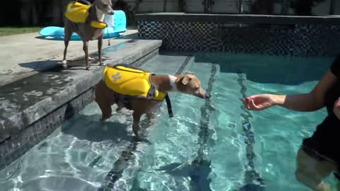 Teaching dogs how to swim 😍😍😍