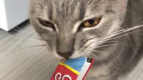 Snack-Eating Cat