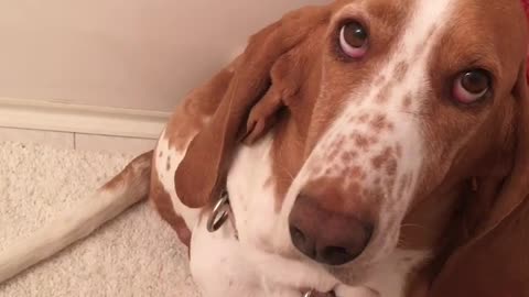 Basset hound (lollipop)