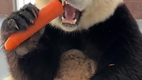 Funny Panda