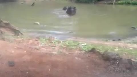 Close video of two wild elephant bathing on a river