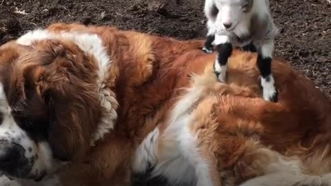 Big Dog Is So Patient With Her Little Goat Brother