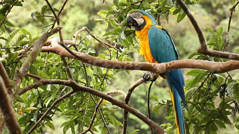 Parrot eating