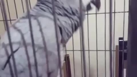 Parrot Talking - Smart And Funny Parrots Videos