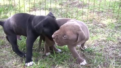 PitBull Growls and barks at the puppies.