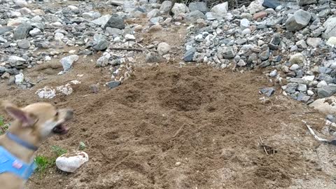 DOG PLAYING HAPPILY IN THE SAND