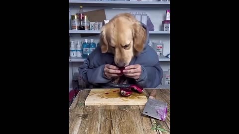 Funniest Cats and Dogs Videos