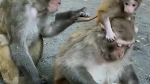 Cute Monkey China & Funny Love monkey| Animals Love