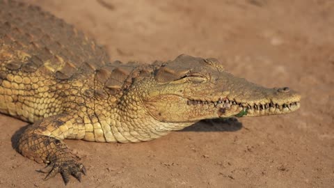 Crocodile Blinking