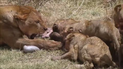 Lions feeding on a Warthog😨😮