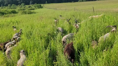 Rams grazing brush out along the fenceline