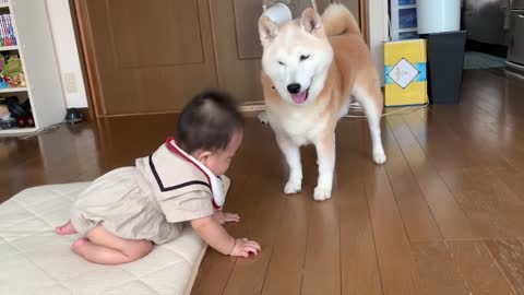 Crawling baby is curious to Shiba