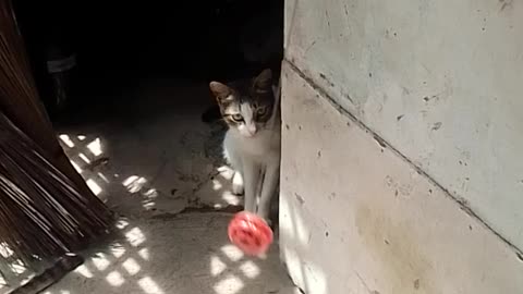 Cat playing a yoyo