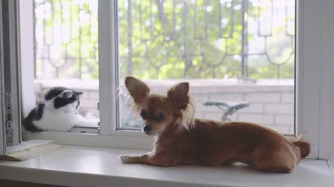 Cat and dog Chihuahua dog and fluffy cat on the window sill in home