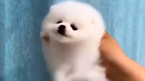 Cute and Funny Pomeranian is Drying | Smart Dog | Lovely Pet