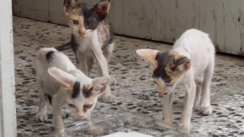 Cute and sweet cats family