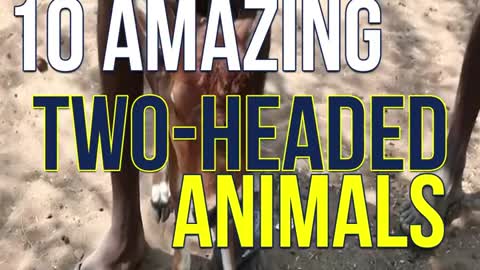 10 Amazing Two-Headed Animals