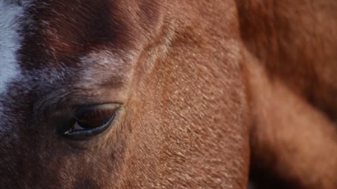 Caballo Animales Cabeza Ojos Equino