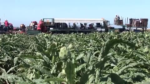 Amazing Agriculture Technology Artichoke Cultivation - Artichokes Harvest & Processing in Factory