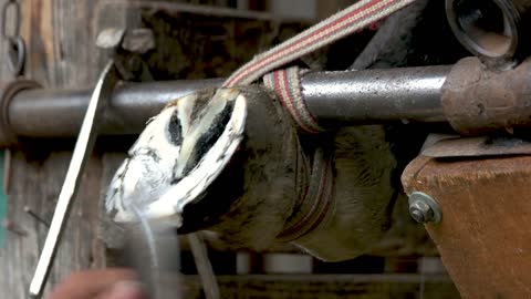 Horse hoof trimming. Animal hoof treatment. Preparation for shoeing