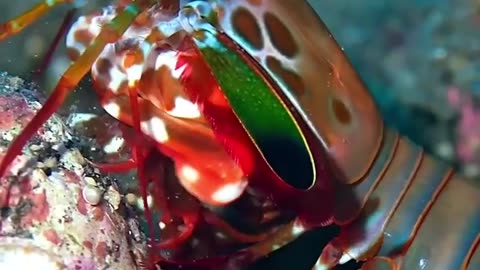 The Peacock Mantis Shrimp