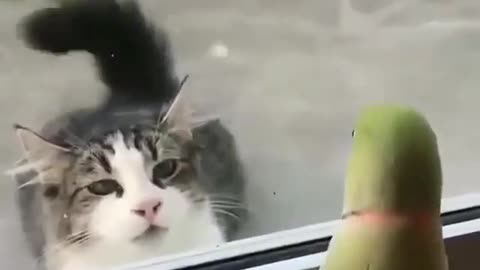 parrot vs cat cute