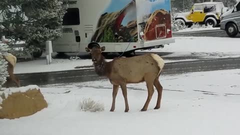 Grand Canyon, Elk visit the campground.