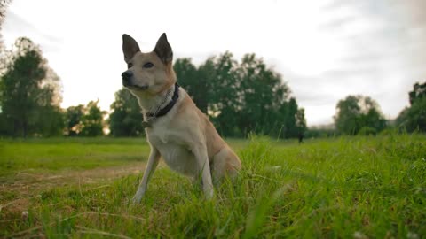 Mongrel dog collars with interest raise it's muzzle in park