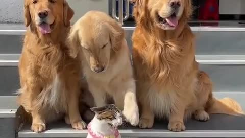 Fun cat and dogs trying to take a picture