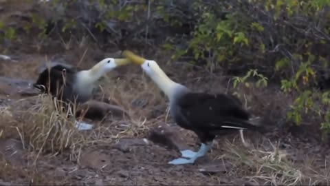 Funny Bird Fight