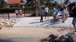 Animals: Rehabbed Loggerhead Turtle Released