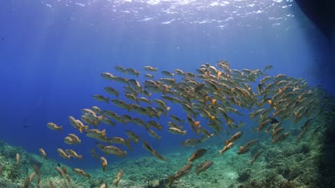 Shoals of small yellow croaker.