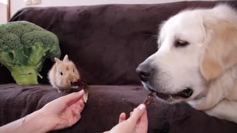 ASMR Funny Dog and Cute Rabbit Eat Together