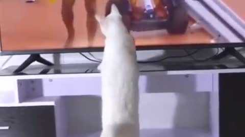 Magician Cat!