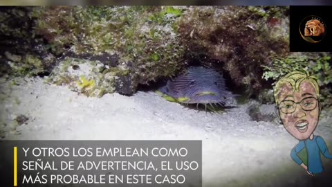 ¿Sabías que los peces sapo tienen un talento oculto? Estos fascinantes habitantes del mar. 🌊✨