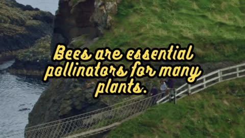 Animal Facts Bees #shorts