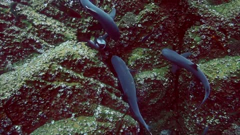 White tip sharks hunting