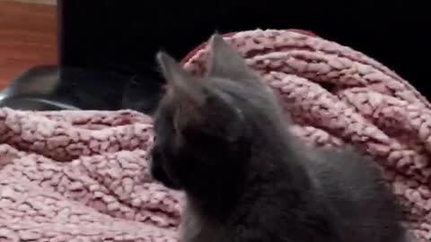 Grey cat on black couch looks out at dog through window