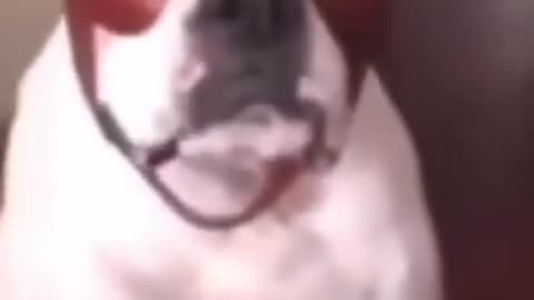 random doggo being dare devil/ random low quality memes