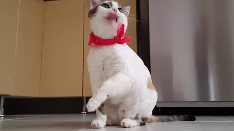 funny cat-5