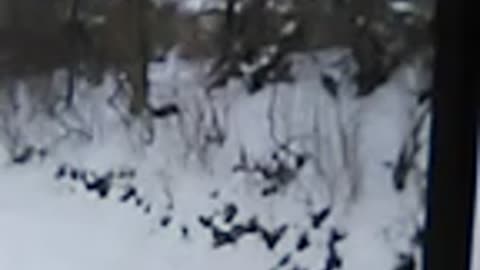 Cats chasing in the snow