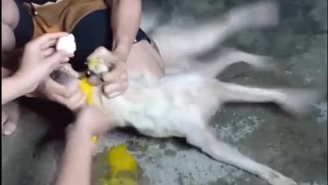 THE DOG ATES A PIOSONOUS FROG AND THEY TRY TO REVIVE HIM