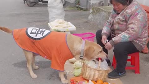 The dog buys vegetables